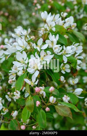 Malus baccata, sibirische Krabbe, sibirische Krabbe, Apfelblüte im mittleren bis späten Frühjahr Stockfoto