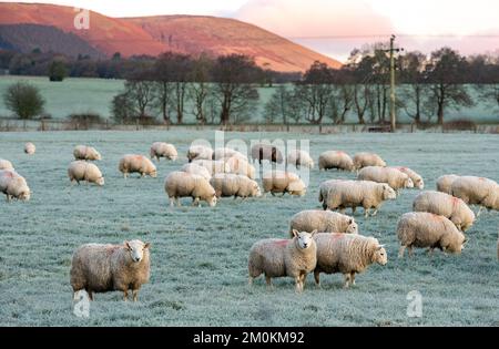 Chipping, Preston, Lancashire, Großbritannien. 7.. Dezember 2022. Die Sonne erhellt Lancashire bei Sonnenaufgang mit einer Temperatur von -4 C. Kredit: John Eveson/Alamy Live News Stockfoto