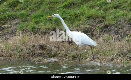 Große Reierschwaden am Ufer des Flusses Vecht in den Niederlanden Stockfoto