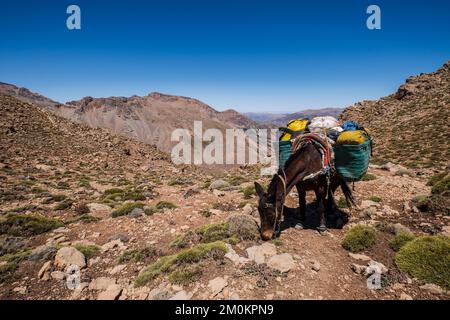 Porter Maultier auf dem Pass, Timaratine, MGun Trek, Atlas Gebirge, marokko, Afrika Stockfoto