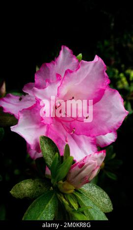 Rosa Blume Stockfoto