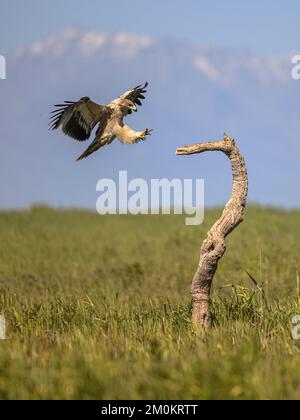 Spanischer Kaiseradler (Aquila adalberti): Junglandung in Bäumen auf hellem Berghintergrund. Diese seltene und vom Aussterben bedrohte Vogelart tritt nur in auf Stockfoto