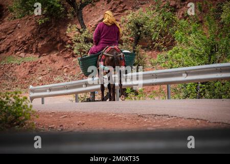 Berberfrau auf einem Esel, Ait Blal, provinz azilal, Atlasgebirge, marokko, Afrika Stockfoto