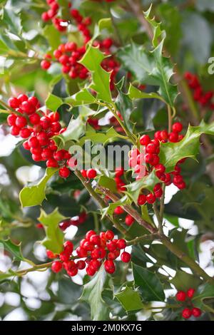 Weihnachten Holly rote Beeren, Ilex aquifolium Pflanze. Holly Green Laub mit reifen roten Beeren. Ileex aquifolium oder Weihnachtsholly. Grüne Blätter und Stockfoto