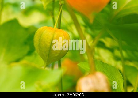 Nicht reife Physalis, die Stachelbeere hängt im Busch. Orangenfrucht mit grünen Blättern. Vitaminreiche Früchte. Nahaufnahme vom Garten Stockfoto