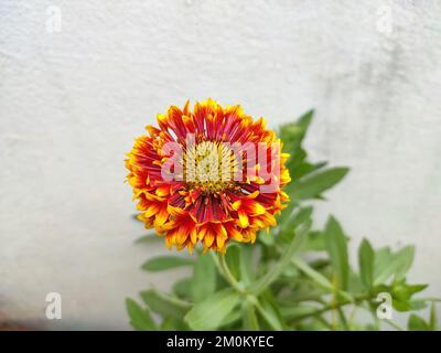 Nahaufnahme und selektiver Fokus der wunderschönen Gaillardia-Blume auf einer Pflanze. Stockfoto