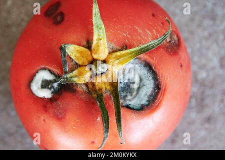 Blick von oben auf verrottete rote Tomate mit weißem, hellen Schimmel. Ungesunde und verdorbene Lebensmittel und Gemüse Stockfoto