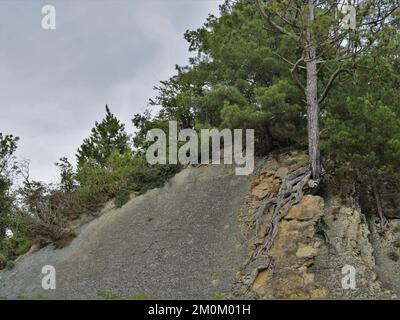 Kiefernbaum wächst auf einer Felsenklippe mit einer langen, lockigen Wurzel an der Oberfläche, Baumwurzeln auf der Oberfläche einer Steinklippe, Blick von unten Stockfoto