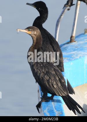 Ein neotroper Kormoran (Nannopterum brasilianum) sitzt auf einem Fischerboot, das vor dem Sandstrand von Paracas vor Anker liegt. Paracas, Ica, Peru. Stockfoto