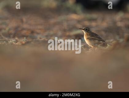 Paddyfield-Pfeife, Vogel, Futtersuche auf dem Boden. Orientalischer Pfeffer, Anthus rufulus Nahaufnahme. Stockfoto