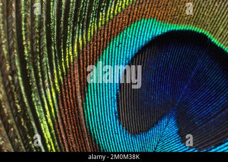 Peacock-Federmakro. Feder isoliert. Stockfoto