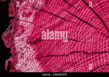 Farbige Holzstruktur eines gefällten runden Baumes in roter Farbe. Modische Farbe von 2023 Viva Magenta. Sehr farbenfroher Hintergrund. Nahaufnahme mit jährlichen Radialringen und Rissen von der Mitte aus. Stockfoto