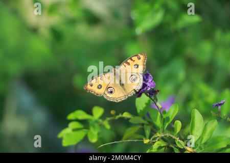 Makroaufnahmen, wunderschöne Naturszene. Ein wunderschöner Schmetterling, der in einem Sommergarten auf der Blume sitzt. Stockfoto