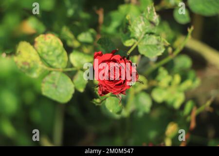 Klassische rote Rose in voller Blüte Stockfoto
