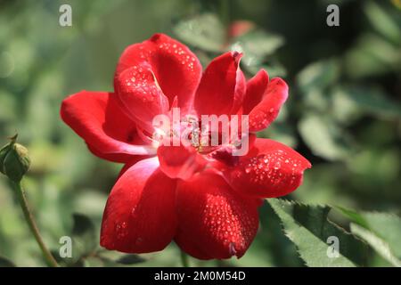 Rote Rose und Regentropfen, elegante Form und glänzende Tropfen Stockfoto