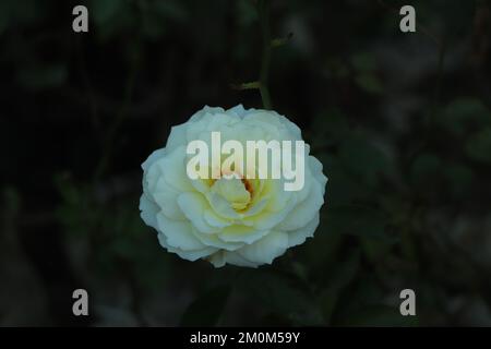 Blühende englische Rose im Garten an einem sonnigen Tag. David Austin Rose Crocus Rose. Stockfoto