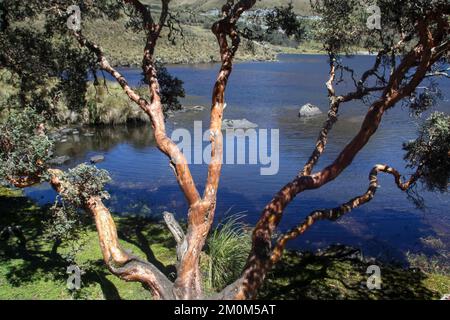 Parque Nacional Cajas, Azuay, Ecuador. Der Nationalpark El Cajas oder Cajas ist ein Nationalpark im Hochland Ecuadors. In der Provinz o Stockfoto