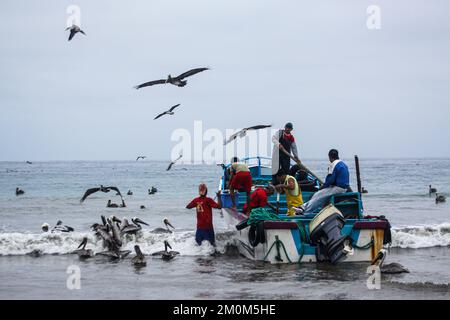 Prächtige Fregatebirds (Fregata Magnens), die versuchen, Fische von Fischern zu stehlen, die mit einem frischen Fang an Land kommen, Puerto Lopez, Santa Elena Penin Stockfoto