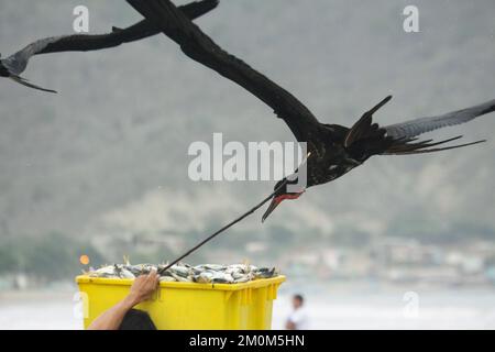 Prächtige Fregatebirds (Fregata Magnens), die versuchen, Fische von Fischern zu stehlen, die mit einem frischen Fang an Land kommen, Puerto Lopez, Santa Elena Penin Stockfoto