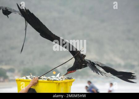 Prächtige Fregatebirds (Fregata Magnens), die versuchen, Fische von Fischern zu stehlen, die mit einem frischen Fang an Land kommen, Puerto Lopez, Santa Elena Penin Stockfoto