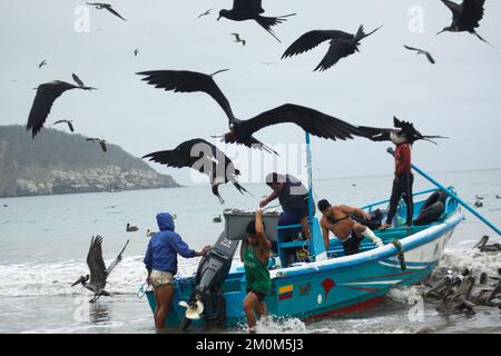 Prächtige Fregatebirds (Fregata Magnens), die versuchen, Fische von Fischern zu stehlen, die mit einem frischen Fang an Land kommen, Puerto Lopez, Santa Elena Penin Stockfoto