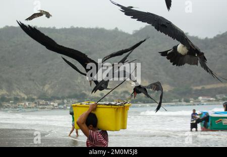 Prächtige Fregatebirds (Fregata Magnens), die versuchen, Fische von Fischern zu stehlen, die mit einem frischen Fang an Land kommen, Puerto Lopez, Santa Elena Penin Stockfoto