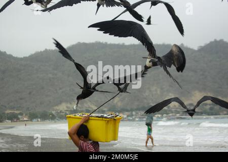 Prächtige Fregatebirds (Fregata Magnens), die versuchen, Fische von Fischern zu stehlen, die mit einem frischen Fang an Land kommen, Puerto Lopez, Santa Elena Penin Stockfoto