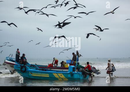 Prächtige Fregatebirds (Fregata Magnens), die versuchen, Fische von Fischern zu stehlen, die mit einem frischen Fang an Land kommen, Puerto Lopez, Santa Elena Penin Stockfoto