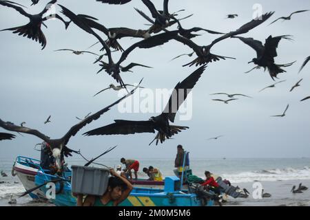 Prächtige Fregatebirds (Fregata Magnens), die versuchen, Fische von Fischern zu stehlen, die mit einem frischen Fang an Land kommen, Puerto Lopez, Santa Elena Penin Stockfoto