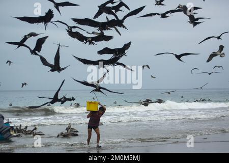 Prächtige Fregatebirds (Fregata Magnens), die versuchen, Fische von Fischern zu stehlen, die mit einem frischen Fang an Land kommen, Puerto Lopez, Santa Elena Penin Stockfoto