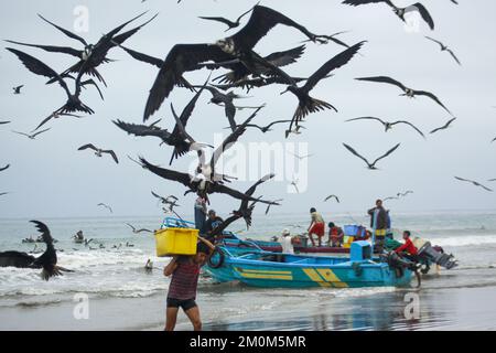 Prächtige Fregatebirds (Fregata Magnens), die versuchen, Fische von Fischern zu stehlen, die mit einem frischen Fang an Land kommen, Puerto Lopez, Santa Elena Penin Stockfoto