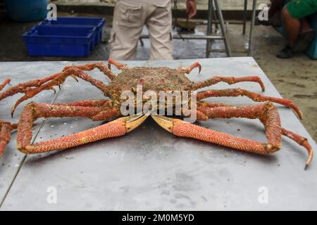 Fischmarkt in Puerto Lopez, Ecuador. Puerto López (16.000 Einwohner) ist ein kleines Fischerdorf in einer bogenförmigen Bucht an der Pazifikküste der EG Stockfoto