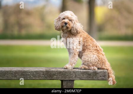 Der siebenjährige Cavapoo saß auf einer Bank und schaute in die Kamera, sehr hübsch und süß Stockfoto