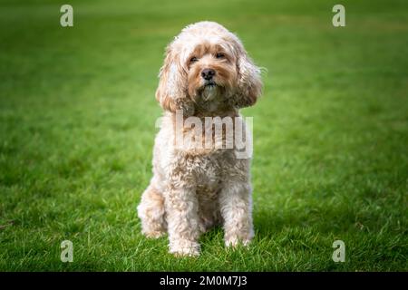 Der siebenjährige Cavapoo saß im Park und schaute auf die Kamera, sehr hübsch und süß Stockfoto