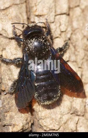 Eine Nahaufnahme von Xylocopa violacea Biene, die auf Holz sitzt Stockfoto