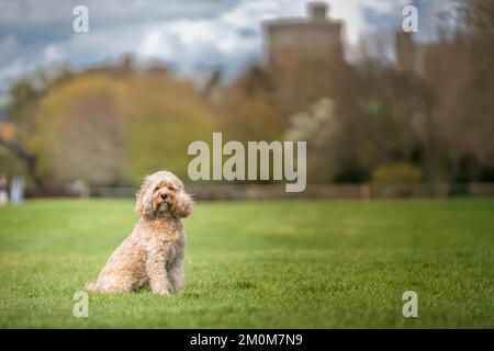 Der siebenjährige Cavapoo saß vor einem Lauf im Park und schaute in die Kamera Stockfoto