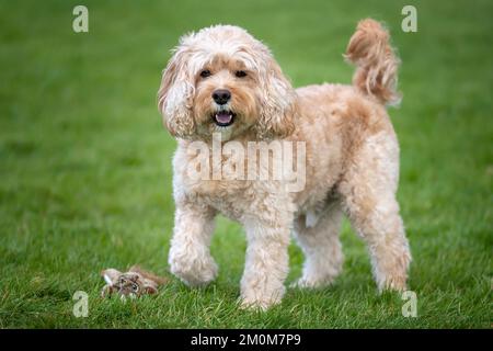 Der siebenjährige Cavapoo spielt mit seinem Spielzeughörnchen im Park Stockfoto