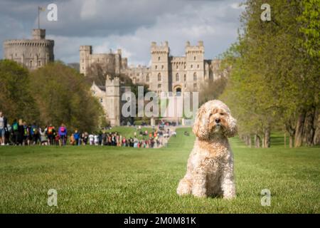 Der siebenjährige Cavapoo saß auf der Windsor Long Walk und blickte leicht vom öffentlichen Park aus nach rechts Stockfoto