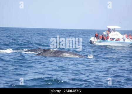 Buckelwale beobachten Safari Tour in Puerto Lopez, Ecuador Buckelwale wandern in dieser Saison von der Antarktis zu ecuadorianischen Küsten. Fotograf Stockfoto