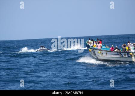 Buckelwale beobachten Safari Tour in Puerto Lopez, Ecuador Buckelwale wandern in dieser Saison von der Antarktis zu ecuadorianischen Küsten. Fotograf Stockfoto