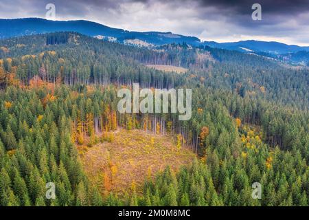 Massenabholzung im Hochland. Zerstörung des Waldes, Störung des natürlichen Bioflors. Stockfoto