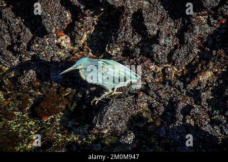 Galapagos Heron (Butorides sundevalli) jagen. Dieser Reiher ist endemisch auf den Galapagos Inseln. Es liegt an der Küste, wo es Fische jagt gefunden und Stockfoto