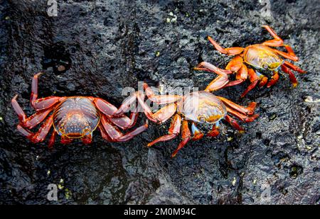 Rote Steinkrabbe, auch bekannt als Sally lightfoot Crab (Grapsus grapsus) auf Lava, Galapagos. Stockfoto