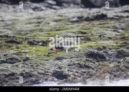 Amerikanische Austernfischer (Haematopus palliatus) am Ufer. Fotografiert auf den Galapagos-Inseln, Ecuador. Im August Stockfoto