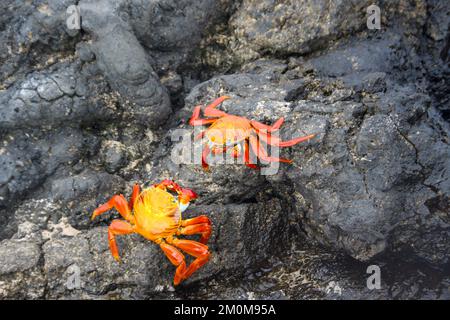 Rote Steinkrabbe, auch bekannt als Sally lightfoot Crab (Grapsus grapsus) auf Lava, Galapagos. Stockfoto