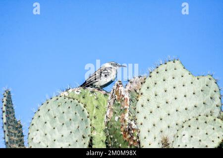 Galapagos-Spottdrossel (Mimus parvulus) auf einem Kaktus, Galapagosinseln. Stockfoto