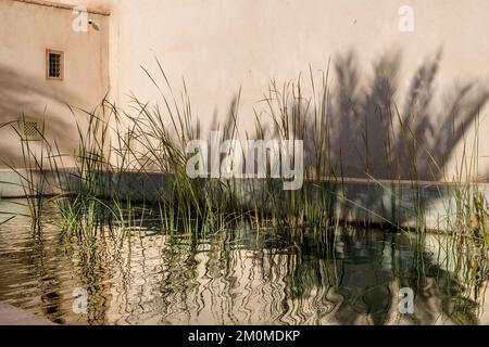 Der geheime Garten in Marrakesch. Zwei miteinander verbundene Gärten, einer ist mit exotischen Pflanzen gefüllt und der zweite ist ein islamischer Garten. Stockfoto