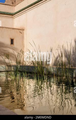 Der geheime Garten in Marrakesch. Zwei miteinander verbundene Gärten, einer ist mit exotischen Pflanzen gefüllt und der zweite ist ein islamischer Garten. Stockfoto