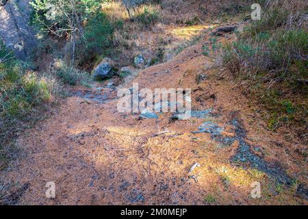 Wanderweg mit orangefarbenen Nadeln, die im Herbst von Lärchen gefallen sind Stockfoto