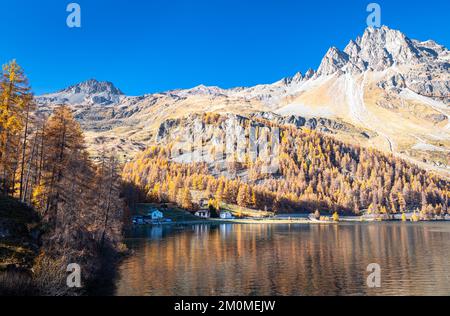 Berghänge bedeckt mit Lärchen in Herbstfarben an einem sonnigen Herbsttag in Plaun da Lej entlang des Sils-Sees im Engadin-Tal, Schweiz Stockfoto